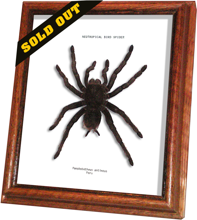 Wildwood Insects Framed Neotropical Bird Spider Or - Tarantula (650x723), Png Download