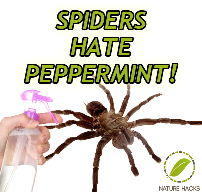Zaq - Peppermint Oil For Spiders (403x403), Png Download