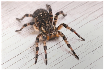 Tarantula (400x400), Png Download