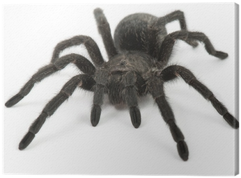 Tarantula Spider- Grammostola Pulchra Canvas Print - Tarantula Spiders As Pets: Tarantula Breeding, (400x400), Png Download