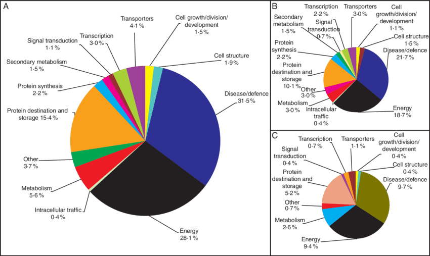 Assignment Of The Identified Poplar Woody Taproot Proteins - Protein (850x507), Png Download