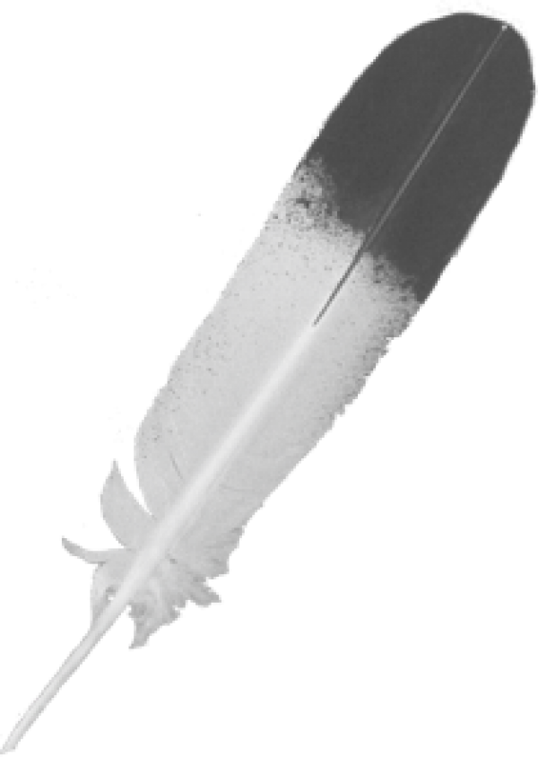 Feather Icon Png Image - Feather (600x844), Png Download