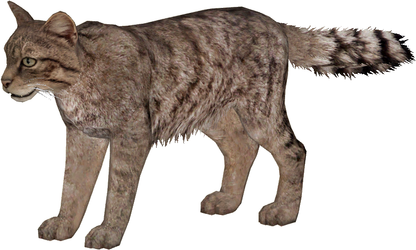 European Wildcat Additional Variants 2 - Wild Cat Png (841x841), Png Download