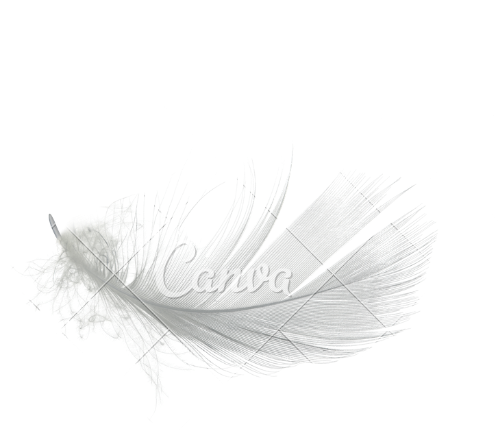 White Feather Png Graphic Stock - Sketch (800x798), Png Download
