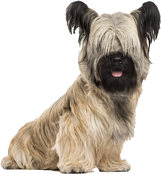 Skye Terrier Pricing - Skye Terrier Png (900x798), Png Download