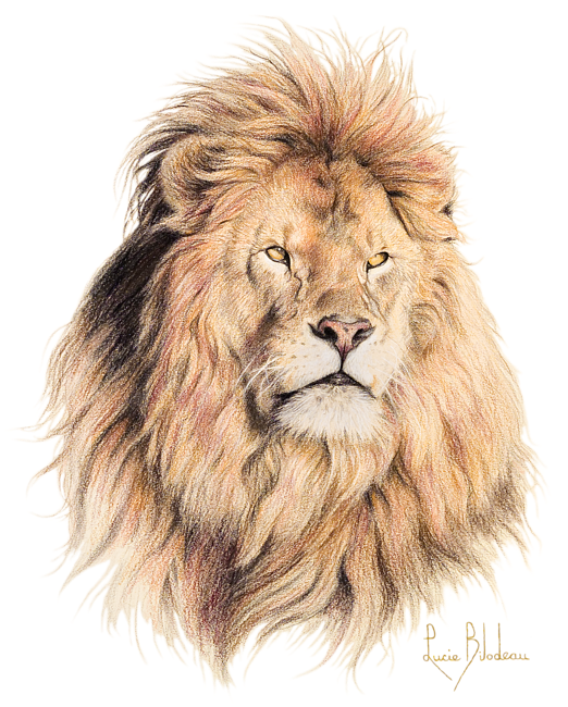 Bleed Area May Not Be Visible - Lion Draw Realistic Color (556x700), Png Download
