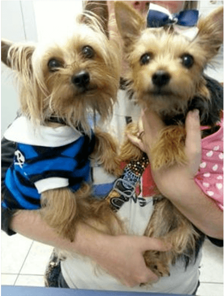 Nala Mufasa - Yorkshire Terrier (1000x594), Png Download