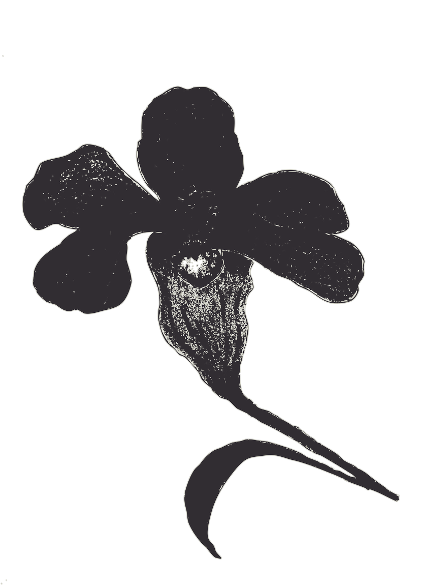 Iris Negro Salpicado - Illustration (914x1200), Png Download