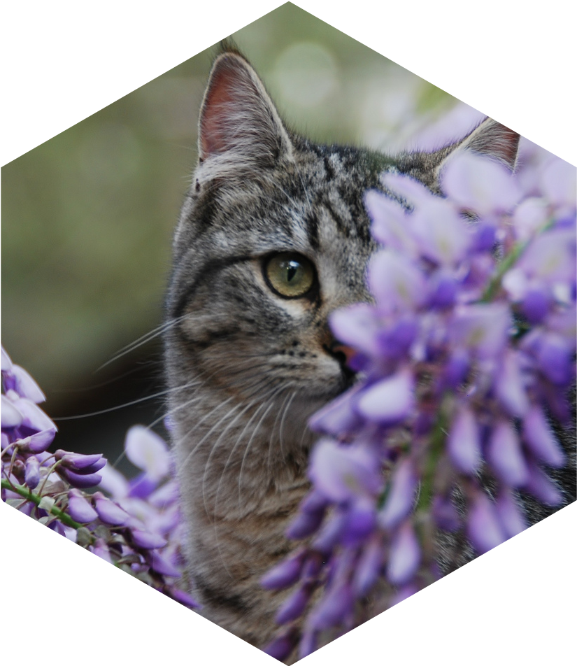 Wisteria Senior Warrior Image 2 - Tabby Cat (998x977), Png Download