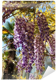Close Up Of A Beautiful Purple Wisteria Wall Mural - Close-up (400x400), Png Download