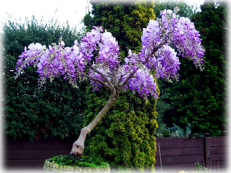 Wild Things Grow - Wisteria Sinensis Bonsai (800x600), Png Download