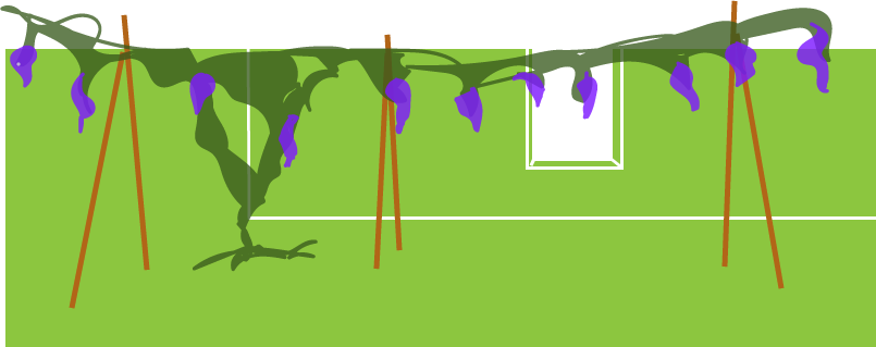 A Way To Tame My Wisteria Monster - Graphic Design (805x319), Png Download