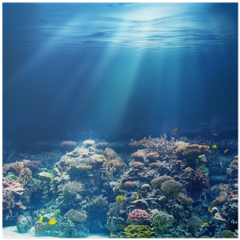 Sea Or Ocean Underwater Coral Reef Poster - Imagenes De Pantalla Del Fondo Del Mar (400x400), Png Download