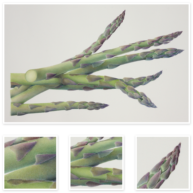 Asparagus - Sharon Field Botanical Artist (660x660), Png Download
