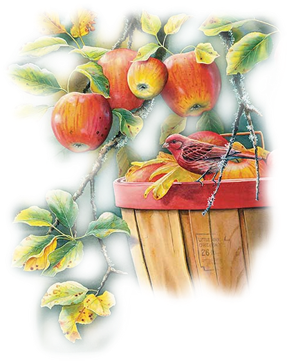 Explore Food Illustrations, Clipart, And More - Susan Bourdet - Fall Apple Harvest - Purple Finch Framed (488x550), Png Download