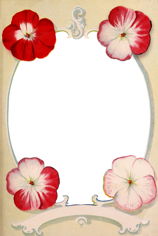 Displaying Mcgregors Frame Wingsofwhimsy Png Ephemera - Picture Frame (543x811), Png Download