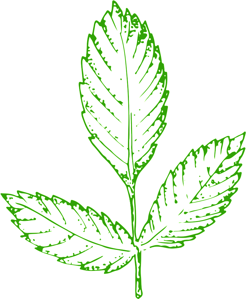 This Graphics Is Hand Painted Green Transparent Vegetables - Portable Network Graphics (1024x1024), Png Download