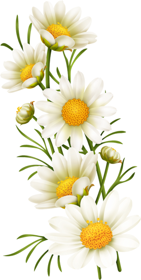 Margarita Flower Png (278x550), Png Download