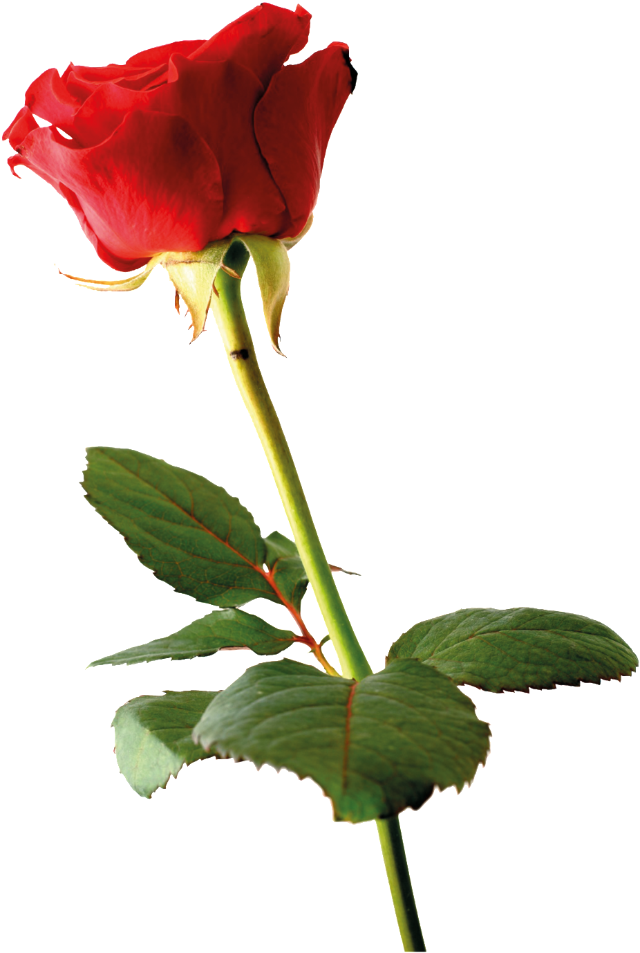 This Product Design Is Marriage Rose Cartoon Transparent - Rose (1024x1536), Png Download