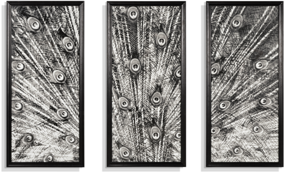 Animal Black & White Peacock - Timothy Oulton Peacock (615x697), Png Download