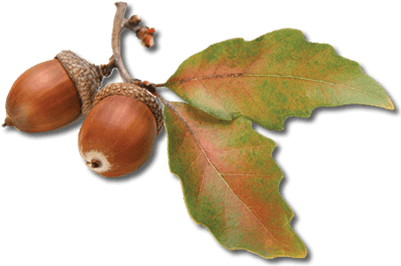 Acorn Transparent Png (400x400), Png Download