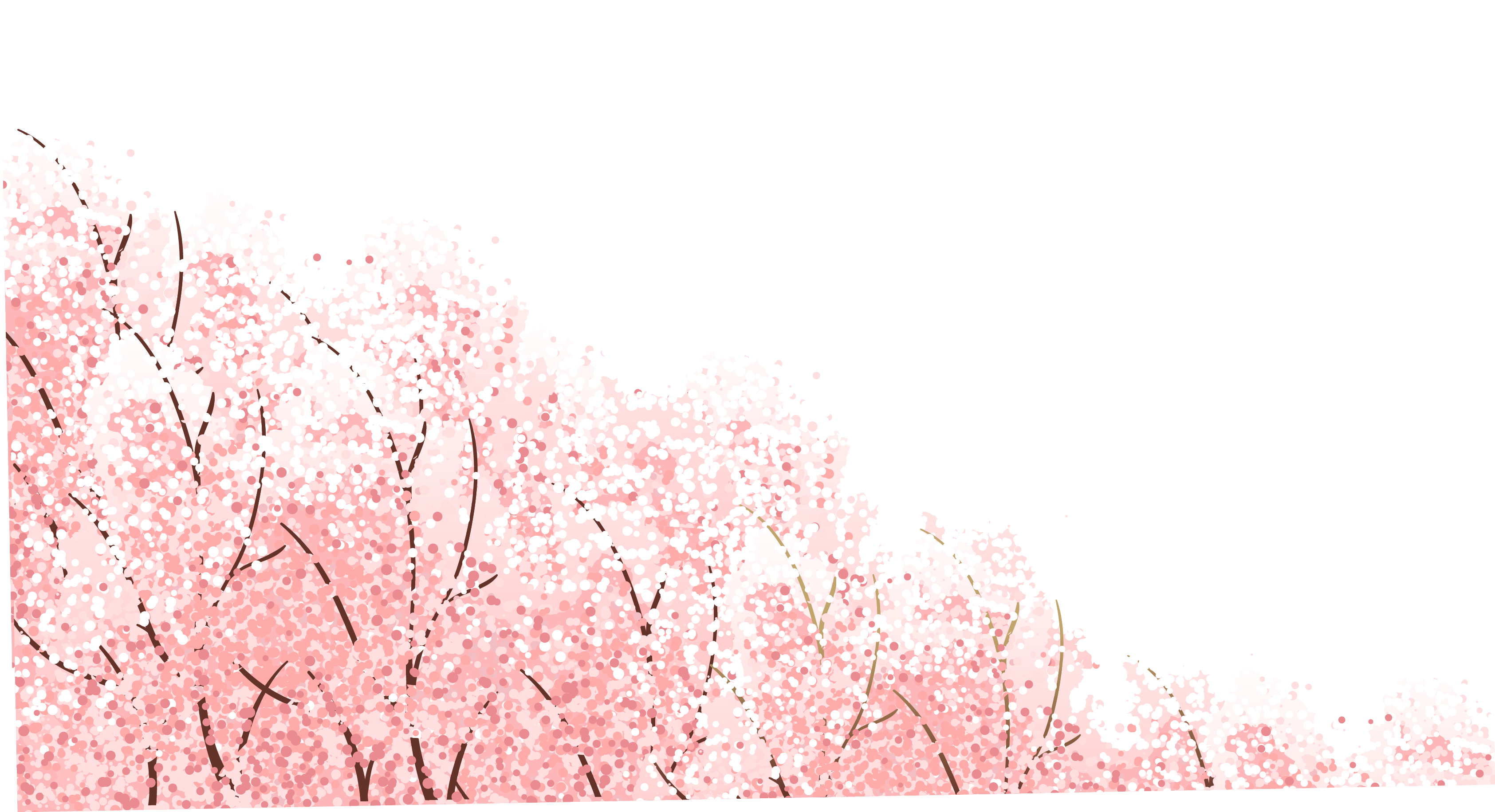 Graham & Brown Soft Pink Cherry Blossom Wallpaper 20 - Cherry Blossom Wallpaper Sakura (3370x1831), Png Download