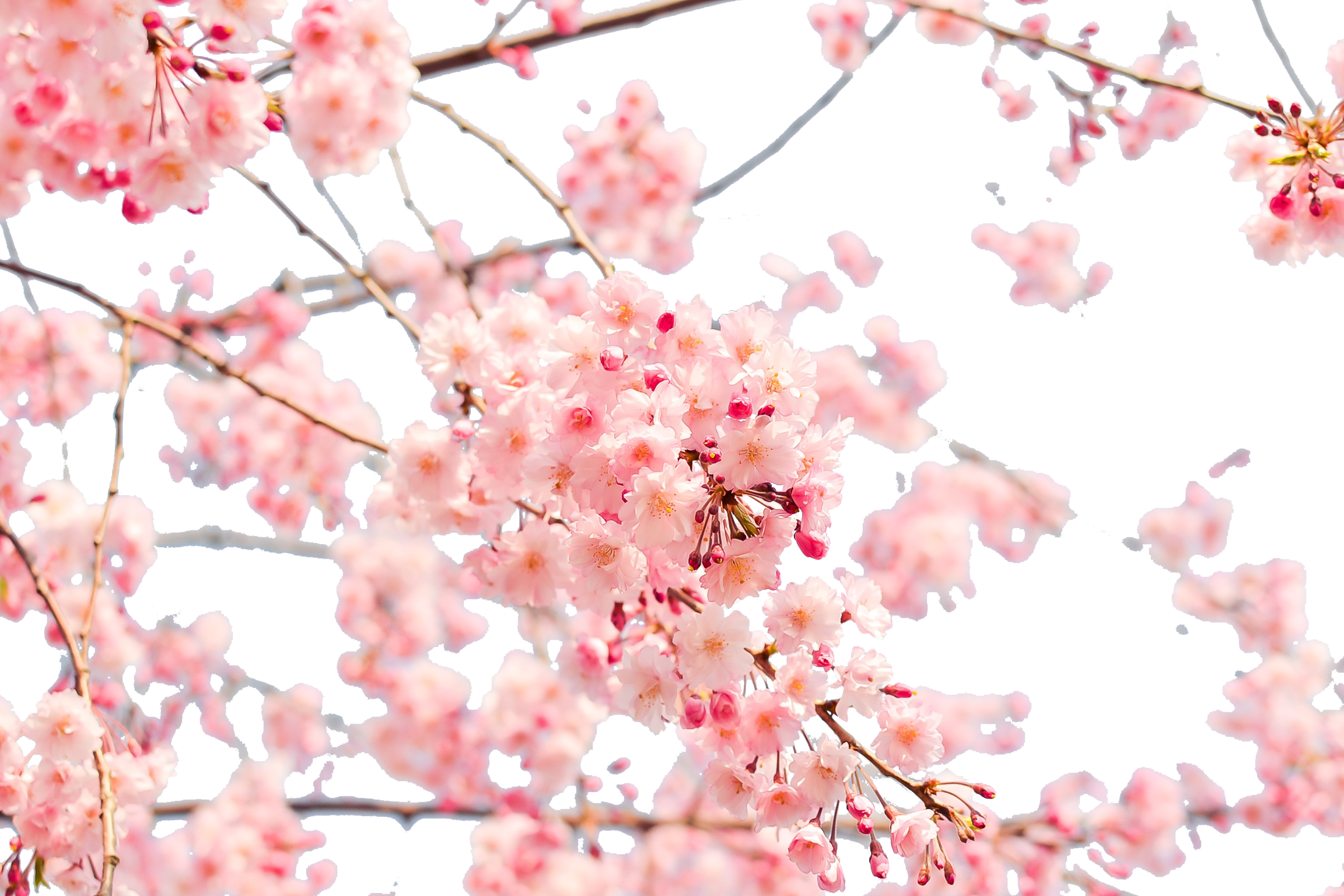 Japanese Blossom Wallpaper - Cherry Blossom Wallpaper 4k (2304x1536), Png Download