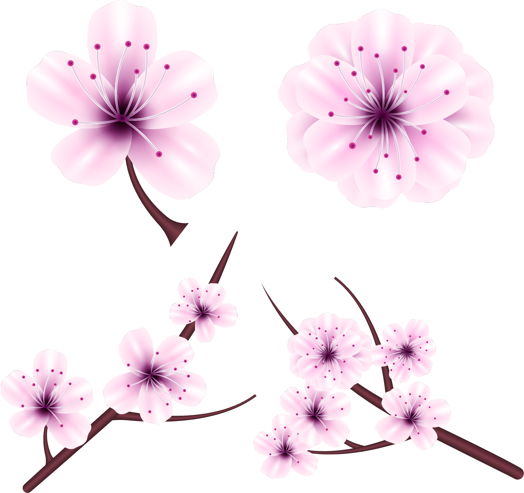 Graphic Royalty Free Library Chrysanthemum Vector Japanese - Cherry Blossom (1965x1909), Png Download