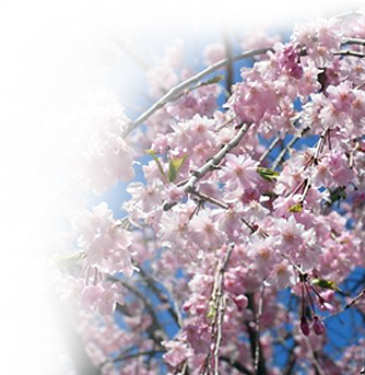 Japan Tours Architecture • Art • Culture • Design - Cherry Blossom (489x344), Png Download