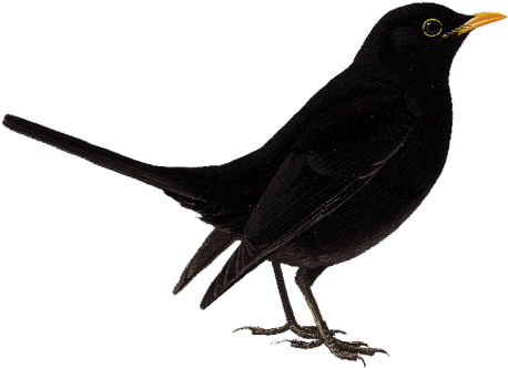 Bird Png - Black Bird (523x392), Png Download