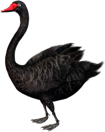0, - Black Swan Bird Clipart (426x496), Png Download