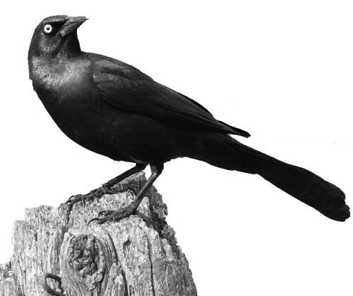When Bird Control Is Forgotten, Some Pest Birds Such - Common Grackle And Crows (496x416), Png Download
