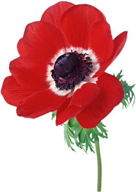 Anemone-red - But Does It Float Love (300x400), Png Download