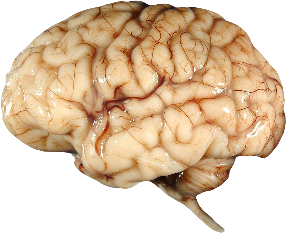 Brain Clipart Transparent Background - Wanted Human Organ Poster (1000x909), Png Download