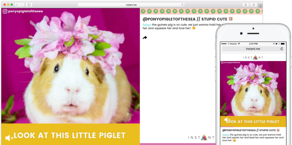 This Guinea Pig Loves Blueberries And She Plays As - Rat (1000x470), Png Download