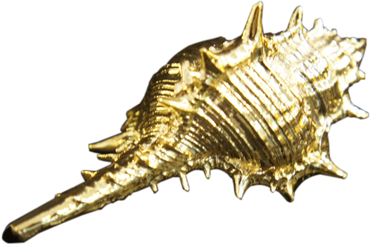 Spray On Gold Paint - Gold Seashell Png (800x459), Png Download