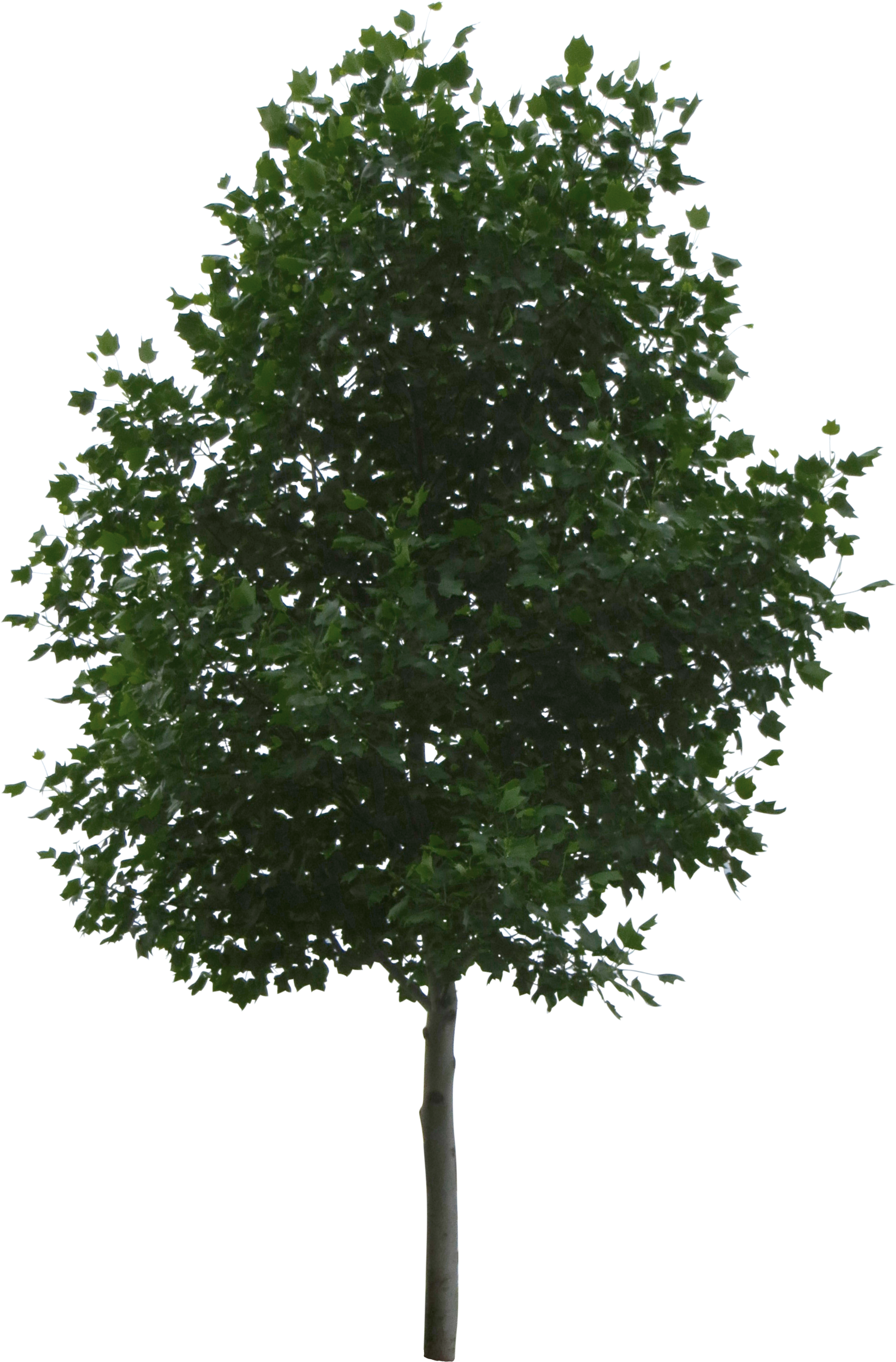 Share - - Imagen De Un Arbol Eucalipto (2988x2988), Png Download