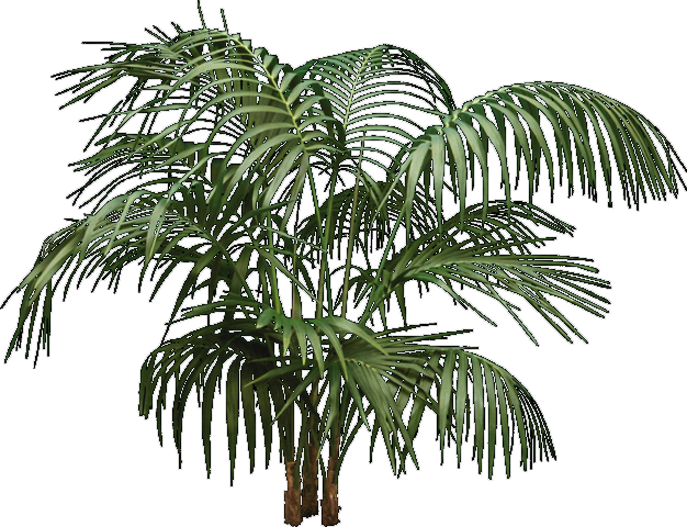 Tree Elevation - Architecture (626x480), Png Download