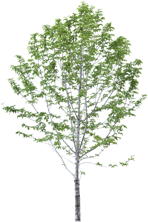 Platanus Hispanica Png (509x720), Png Download