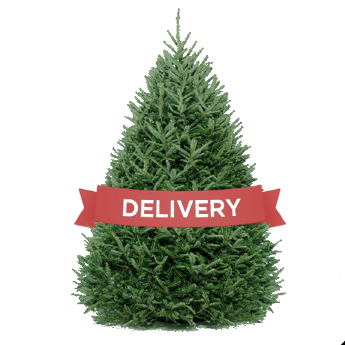 Dc Christmas Tree Delivery- Christmas Tree Delivery - Christmas Tree Delivery (500x500), Png Download