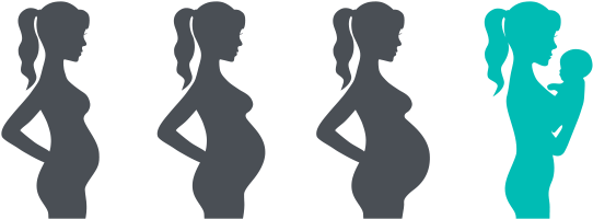 Illustration Of The Phases Of Pregnancy To Birth - Pregnancy Stages (560x375), Png Download