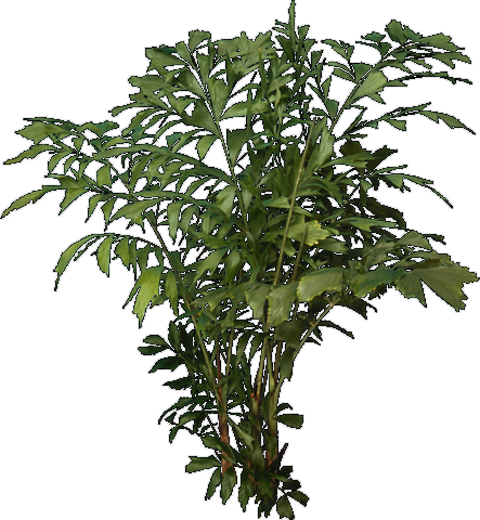 Tree - Trees For Photoshop (443x480), Png Download