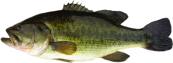 Largemouth Bass (600x281), Png Download