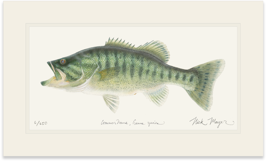 Guadalupe Bass - Art (1023x664), Png Download