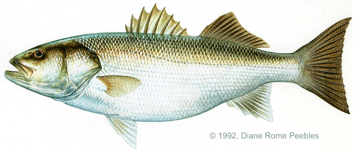 I Need To Make A Stamp Of This European Bass, Also - European Bass (720x311), Png Download