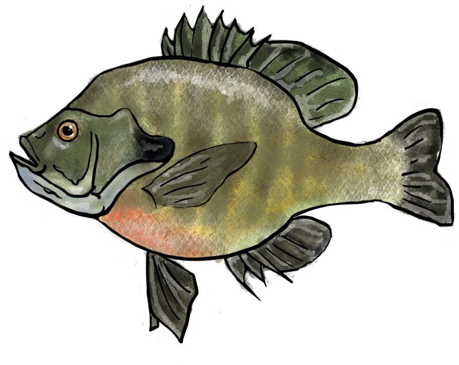 Bluegill Drawing Pen - Smallmouth Bass (1000x1000), Png Download