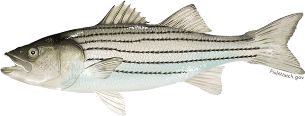 Atlantic Striped Bass - Striped Bass (640x427), Png Download