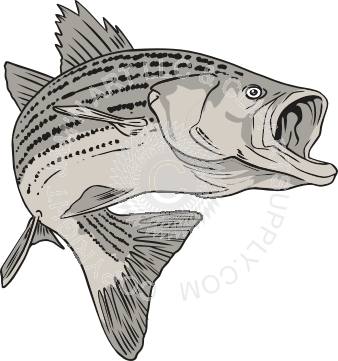 Leaping Striper Fish In Black And White - Striper Fishing Drawing (338x361), Png Download