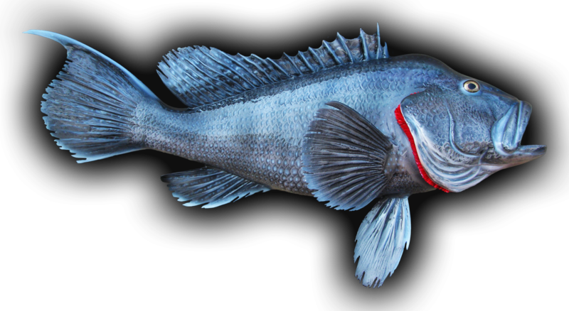 Black Sea Bass Fish Mount - Black Sea Bass (800x438), Png Download