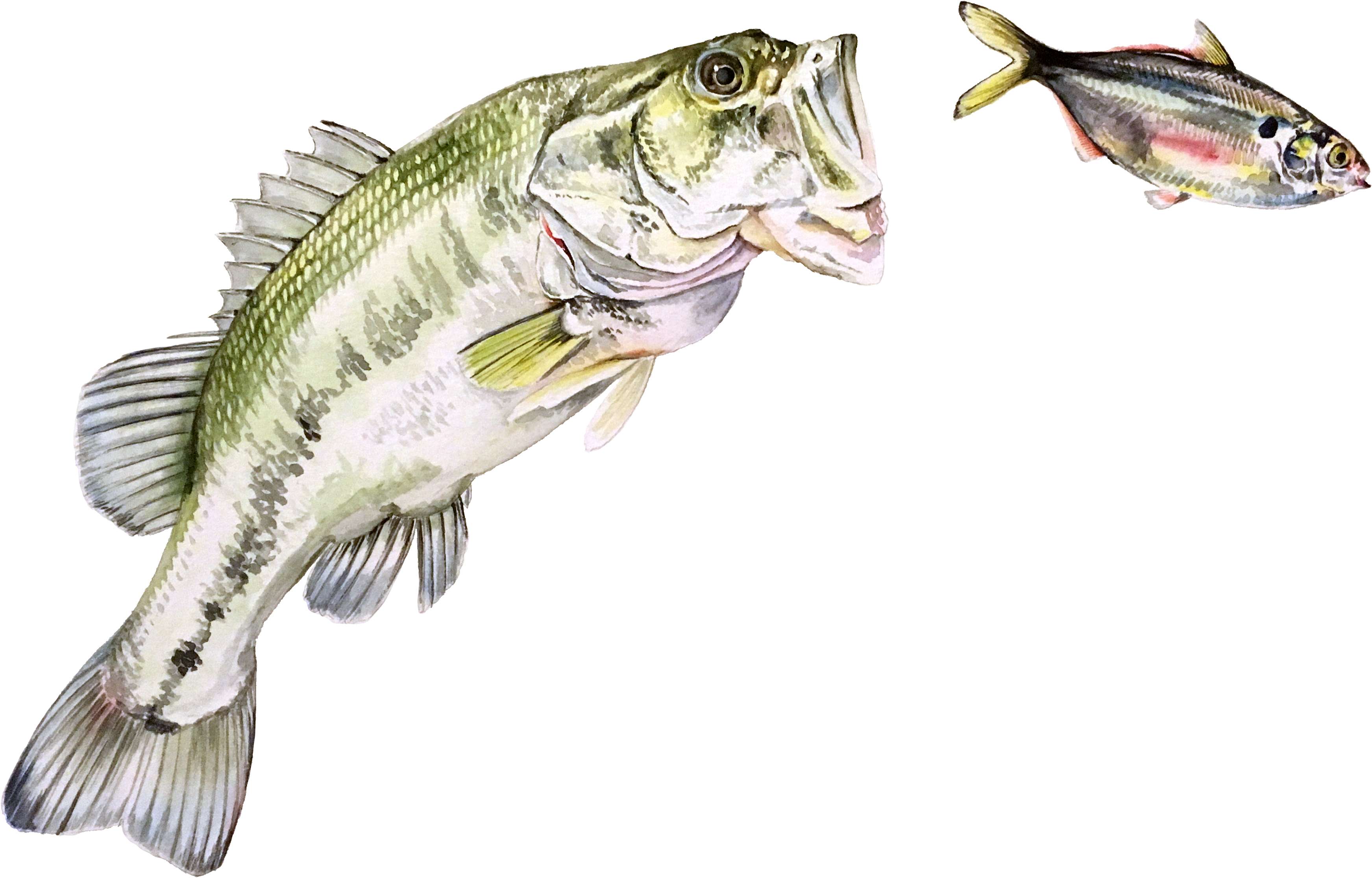 Sea Bass (3840x2880), Png Download